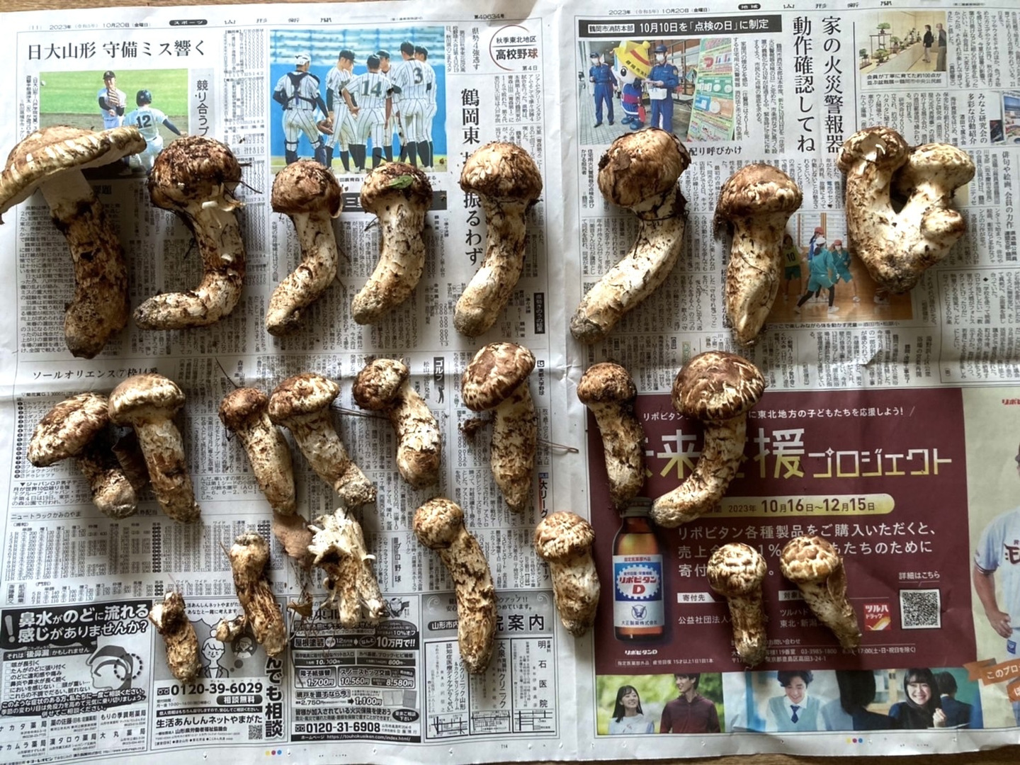 天然松茸：山形県産のマツタケ｜食べチョク｜産地直送(産直)お取り寄せ