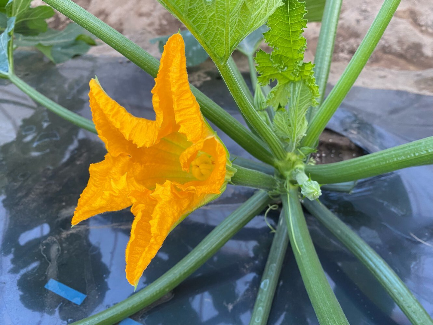 花ズッキーニ【12本】(農薬・化学肥料不使用)：埼玉県産の花