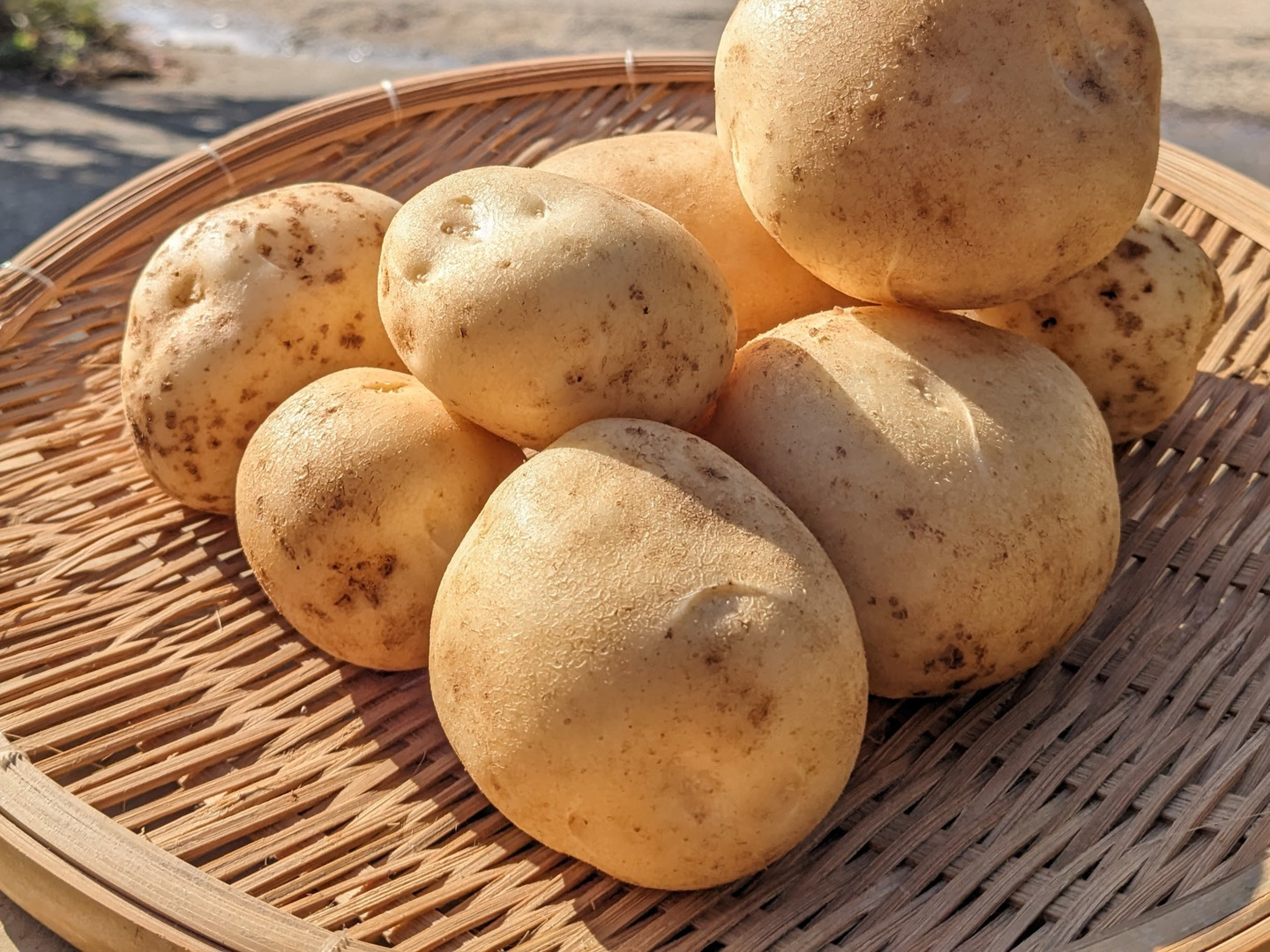 福袋2025】夏の新じゃが2品種＋にんにくセット4．5KG