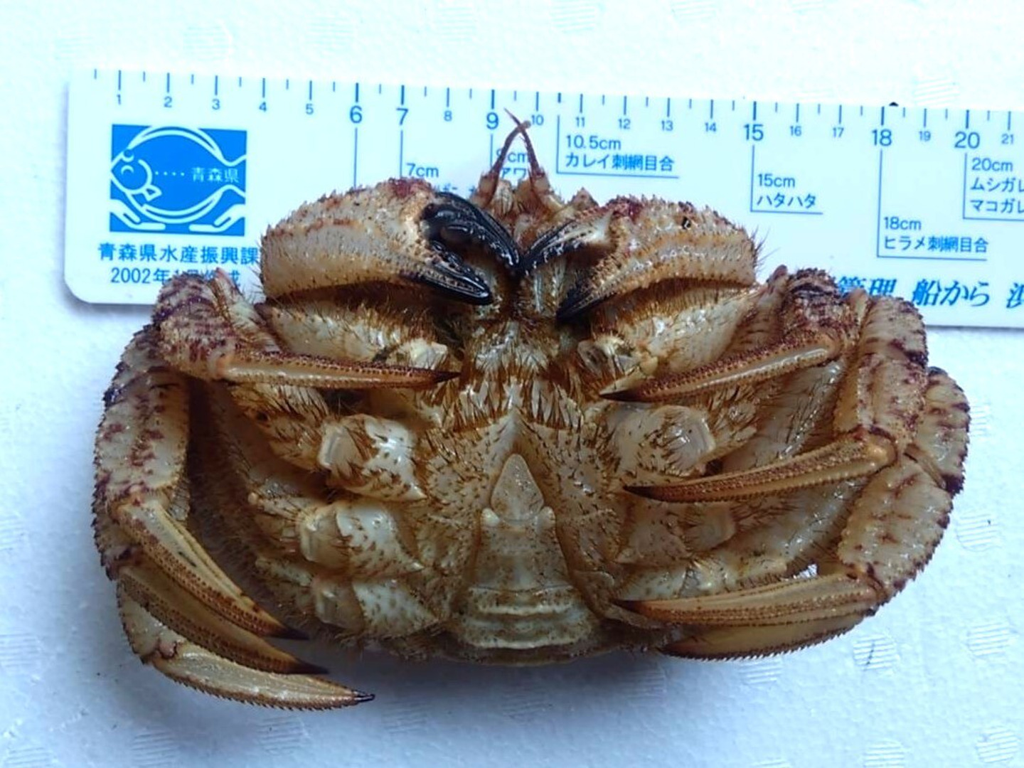 小振りでも旨さは格別！オスの活トゲクリガニ（大サイズ）約1