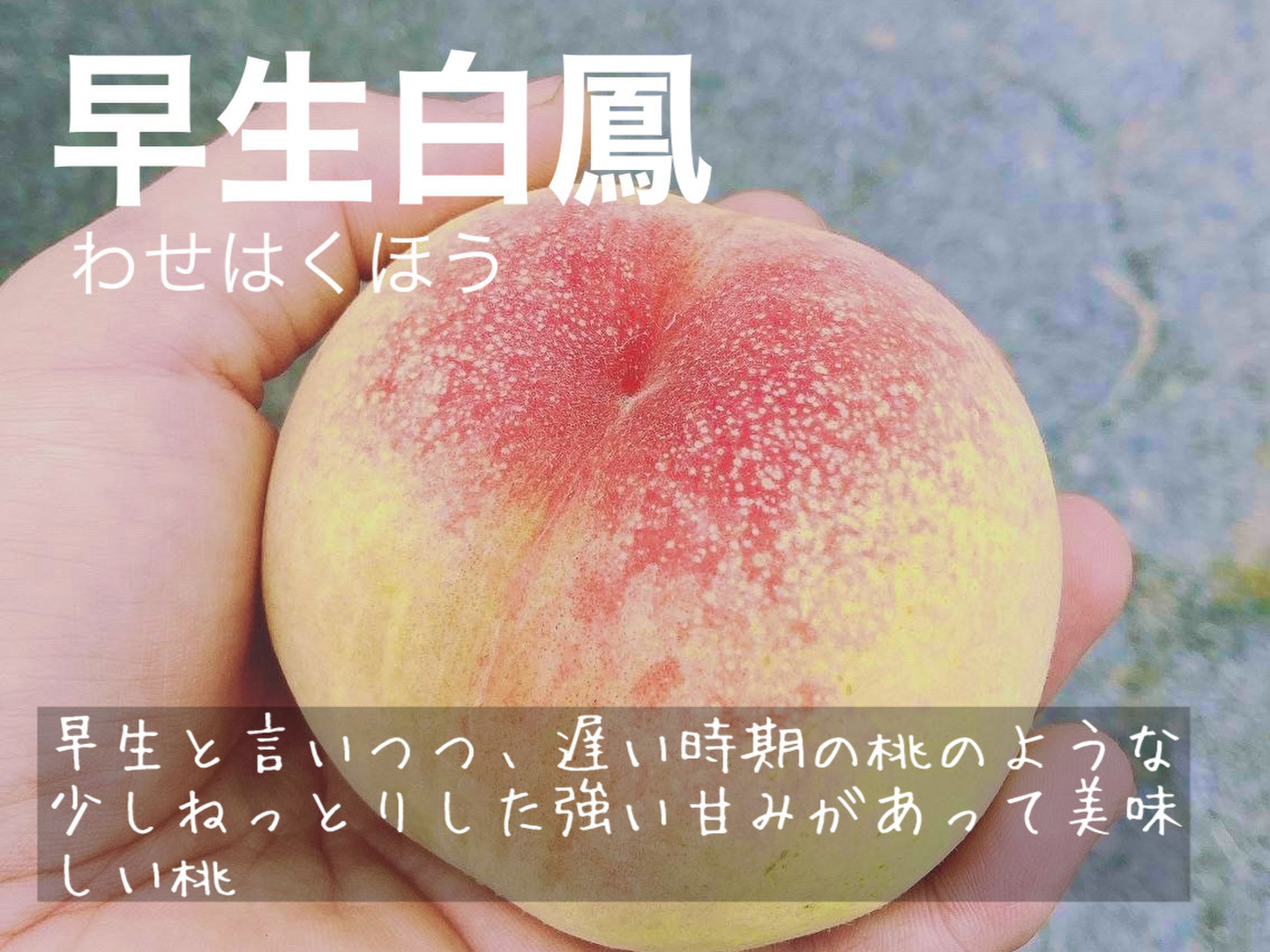 家庭用】夏を先取り！6月下旬～7月中旬の岡山の桃 小箱4～6