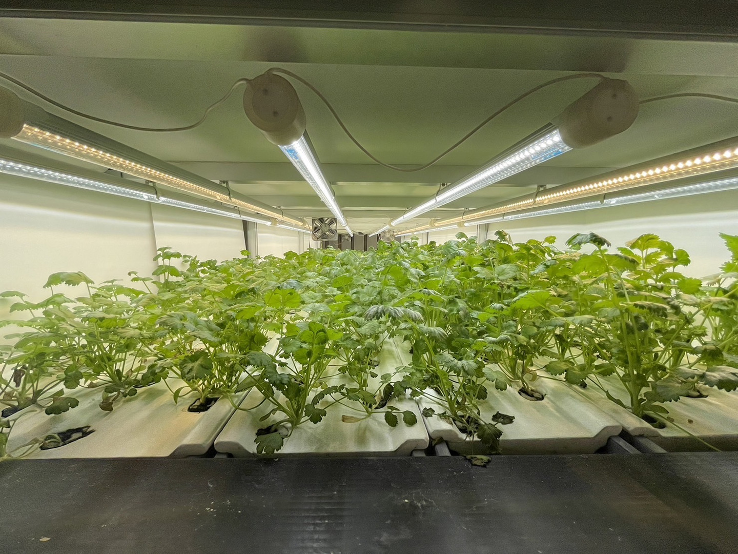 パクチー：茨城県産のその他パクチー｜食べチョク｜産地直送