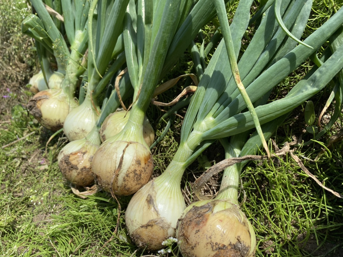 自然栽培】葉付き新玉葱 2㎏(10~15個)※期間限定‼:愛媛県産の貴 自然栽培】葉付き新玉葱 2㎏(10~15個)※期間限定‼:愛媛県産の貴