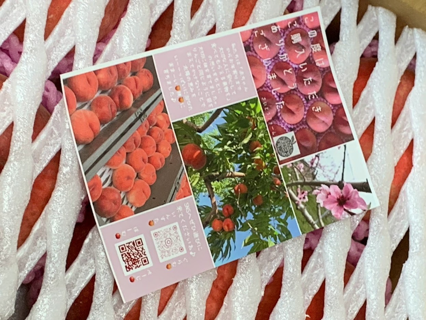 8月下旬よりお届け🍑朝採れ訳あり品『川中島白桃』2Kg箱入り