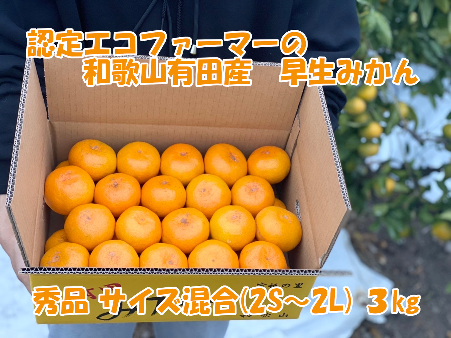 秀品・サイズMIX】和歌山有田産！早生みかん≪3㎏≫：和歌山県産