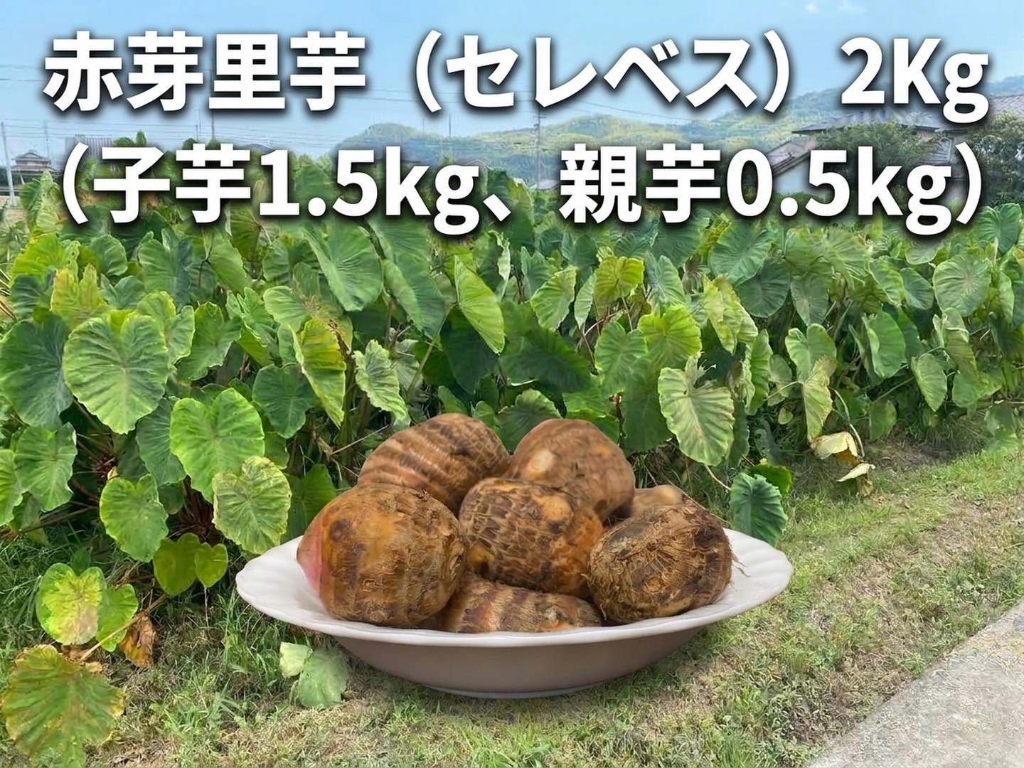 ☆ほくほく食感が魅力！赤芽里芋（セレベス）2Kg（子芋1.5kg、親芋0.5