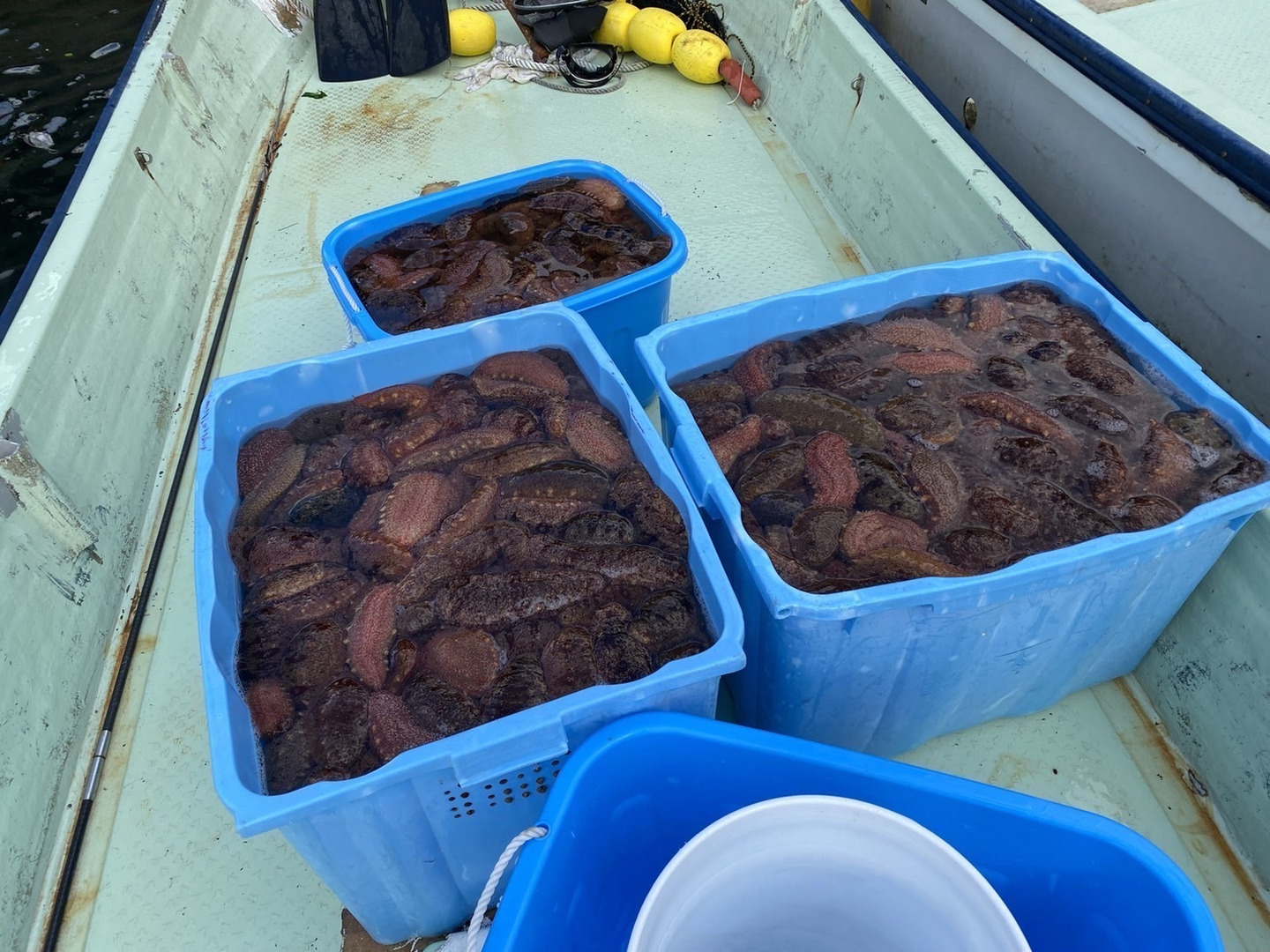 限定セールをすべて 赤ナマコ 3キロ 着日指定可能：和歌山県産のその他水産物｜食べ 肉類(加工食品)
