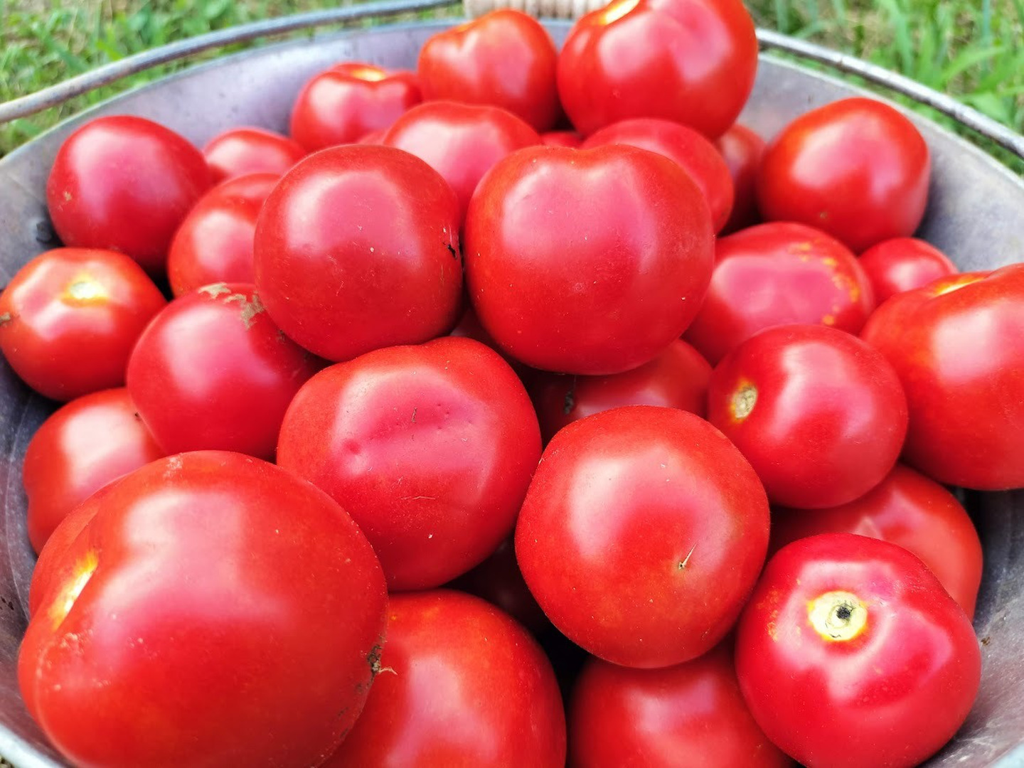 完熟高リコピントマト「リコボール」お料理に最適：青森県産のその他