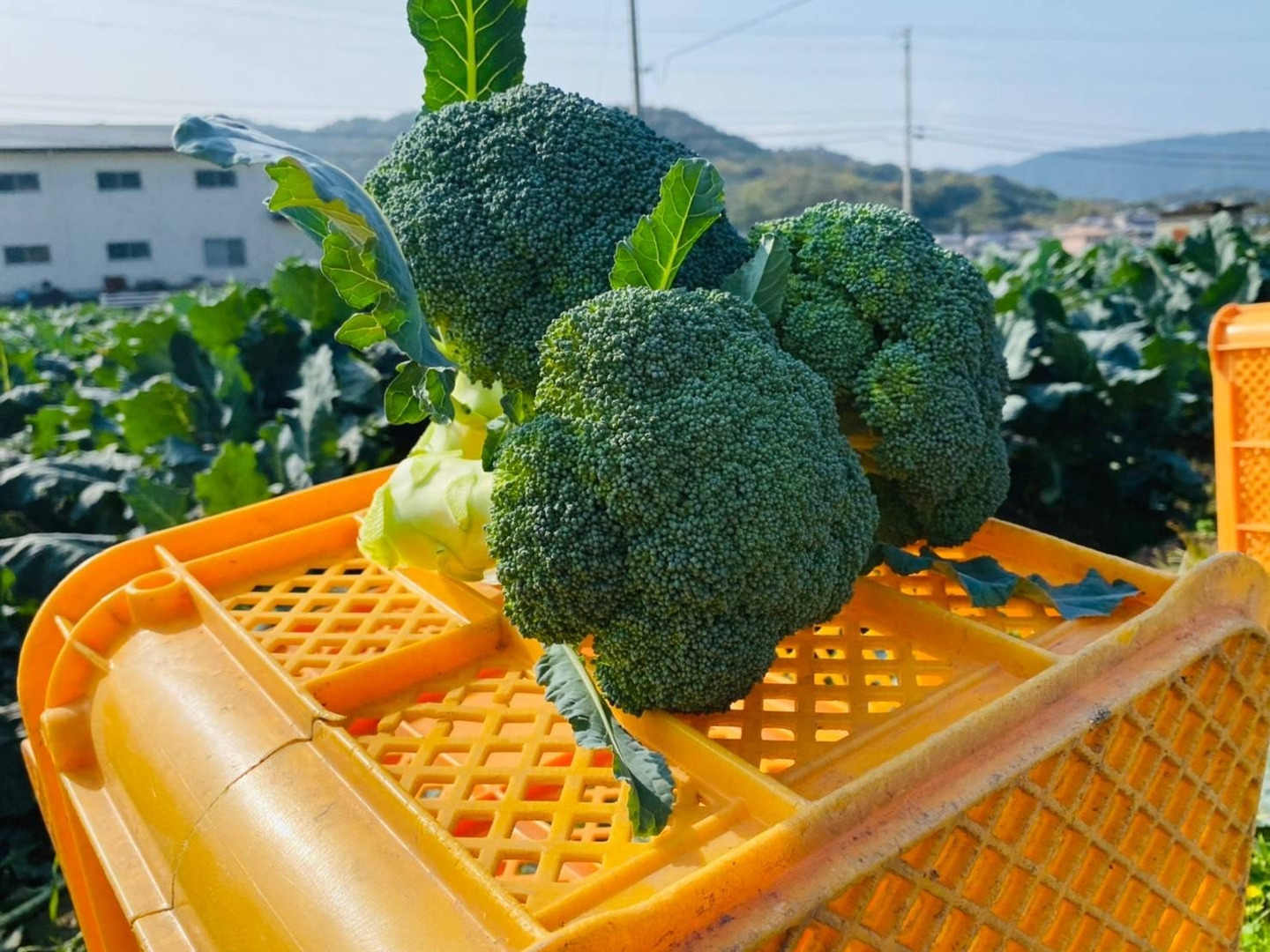 激安本物 朝採り新鮮！】ルミナス：香川県産のその他ブロッコリー｜食べ 野菜