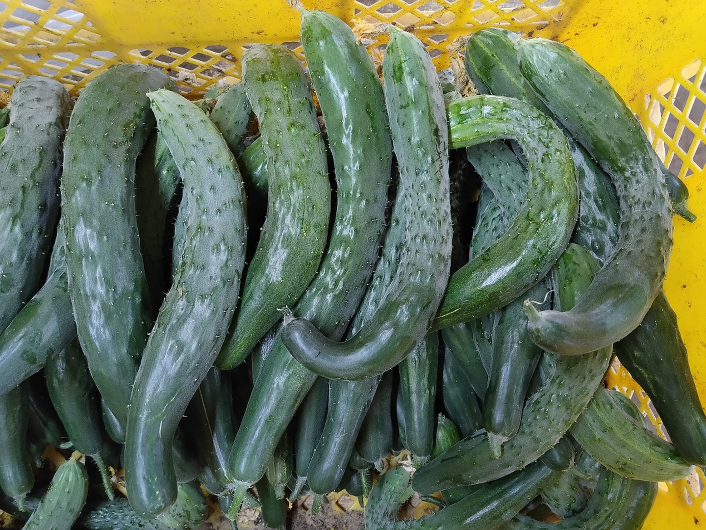 きゅうり 四葉きゅうり 400G | BBマルシェ by 大地を守る会