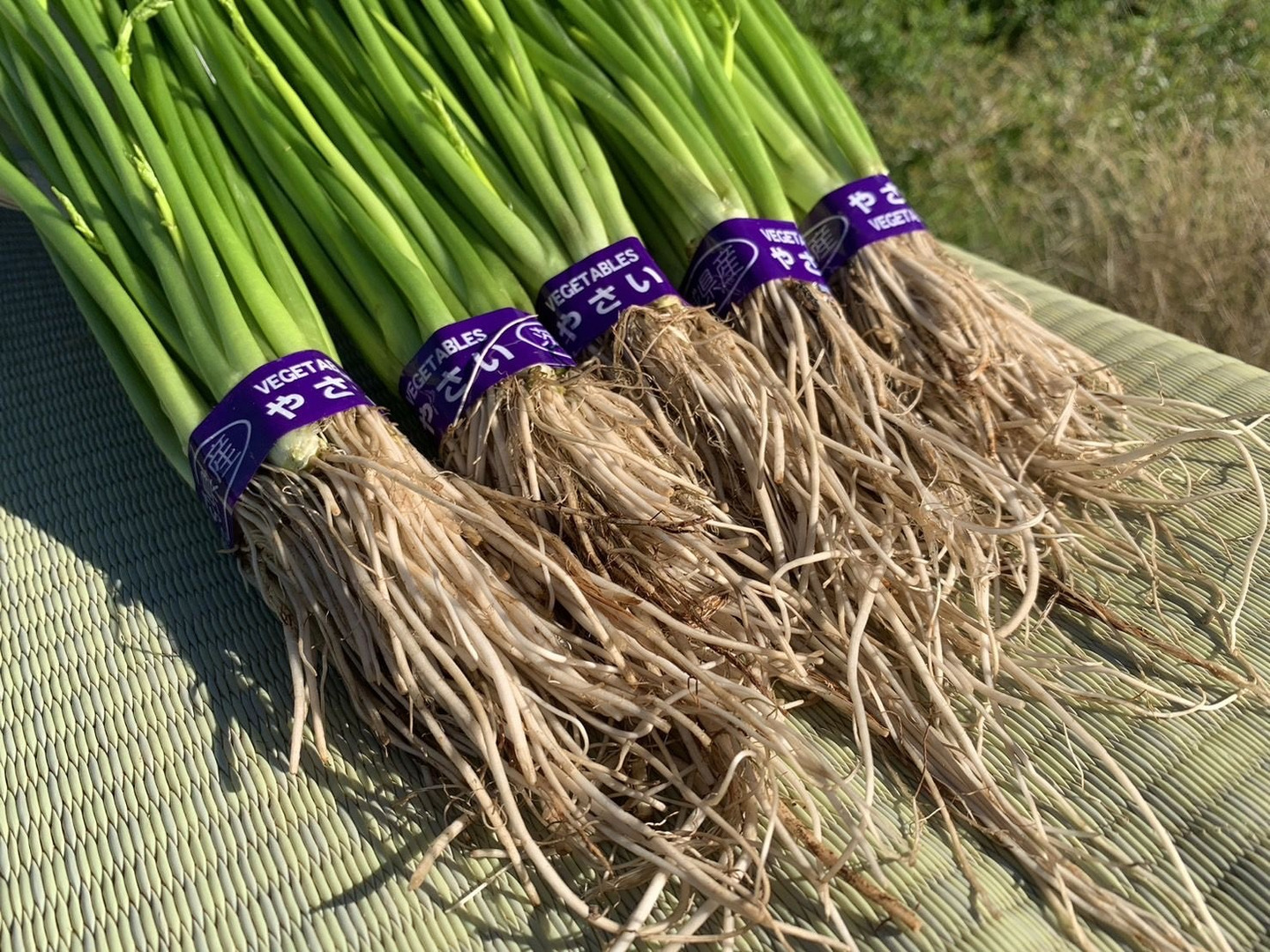 新春初売り ab0c0d11dc64fc459bf69e0bf7dd12 野菜