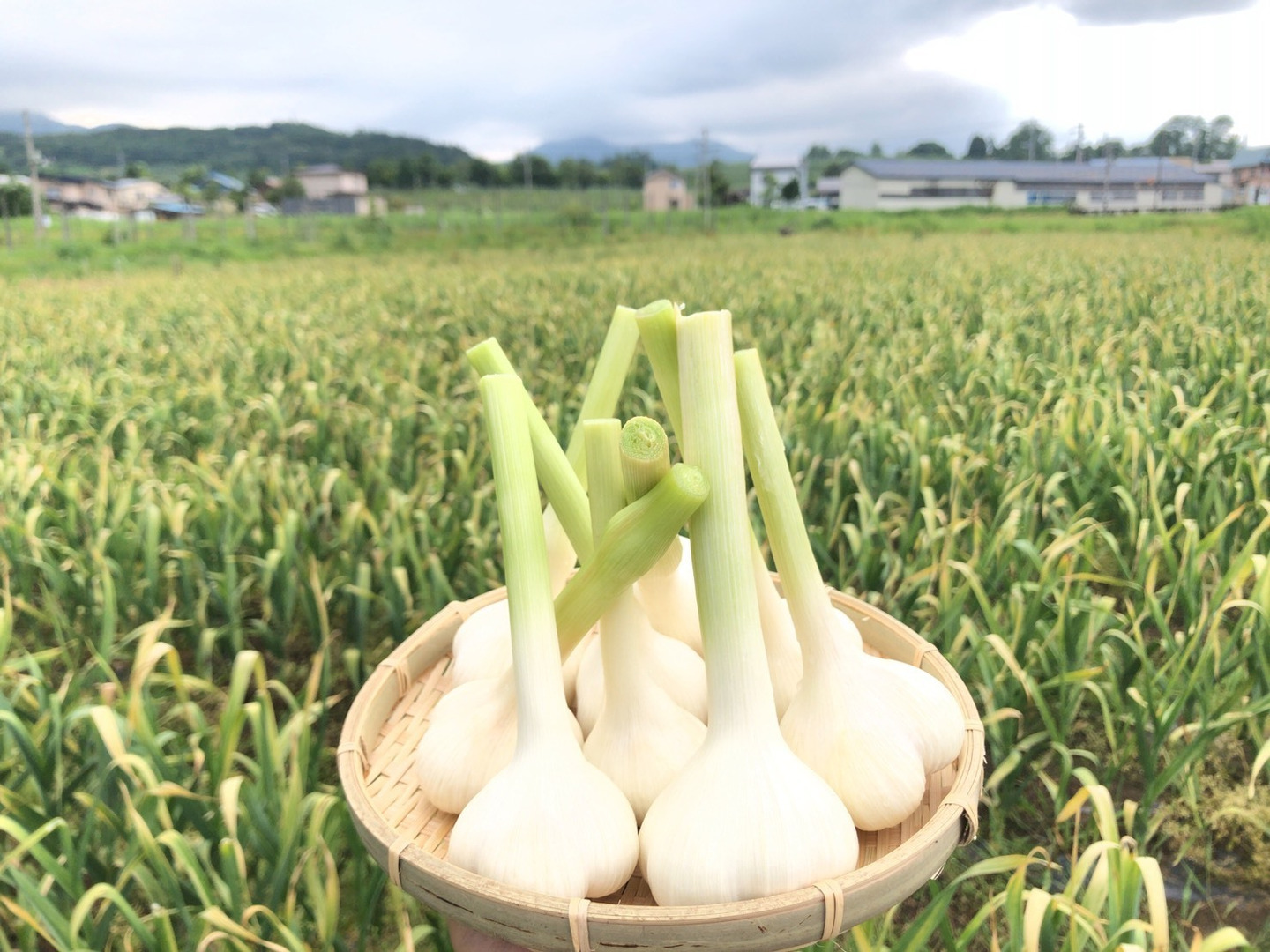 発売記念特別セール!!】青森県のにんにく農家が本気出して作った