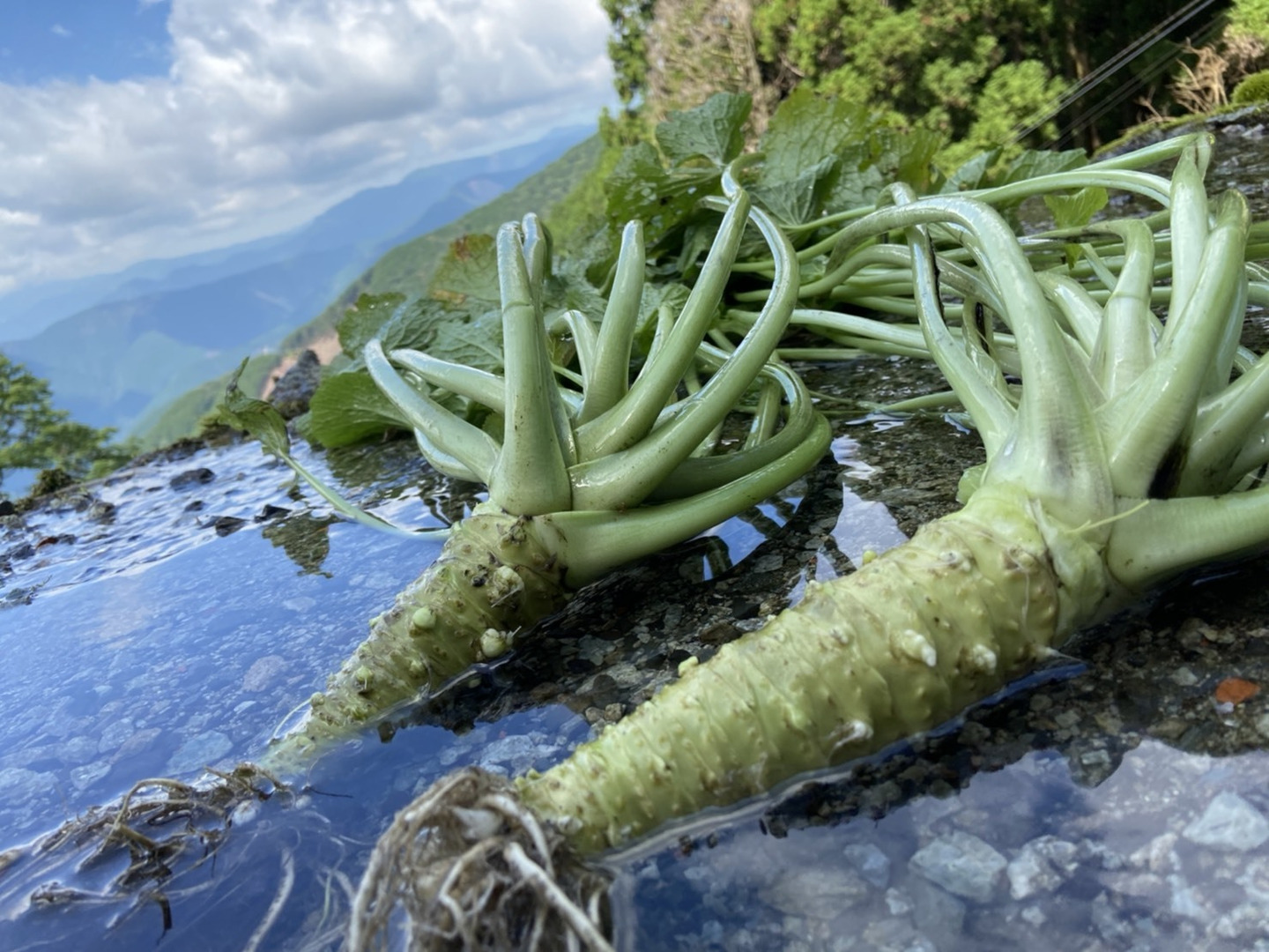 秋田産天然山わさび　1kg 天然 山わさび(葉わさび) 300g＋山菜5～7種 合計1.0～1.5kg 山形