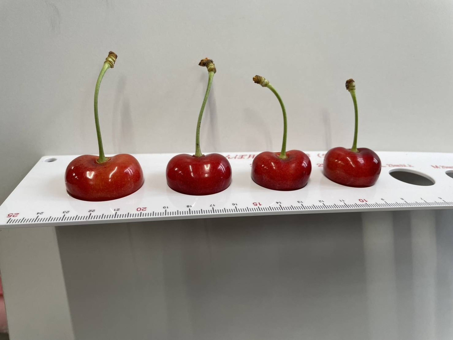 予約2024年6月下旬〜】やまがた紅王🍒さくらんぼ新品種!特秀 予約2024年6月下旬〜】やまがた紅王🍒さくらんぼ新品種!特秀