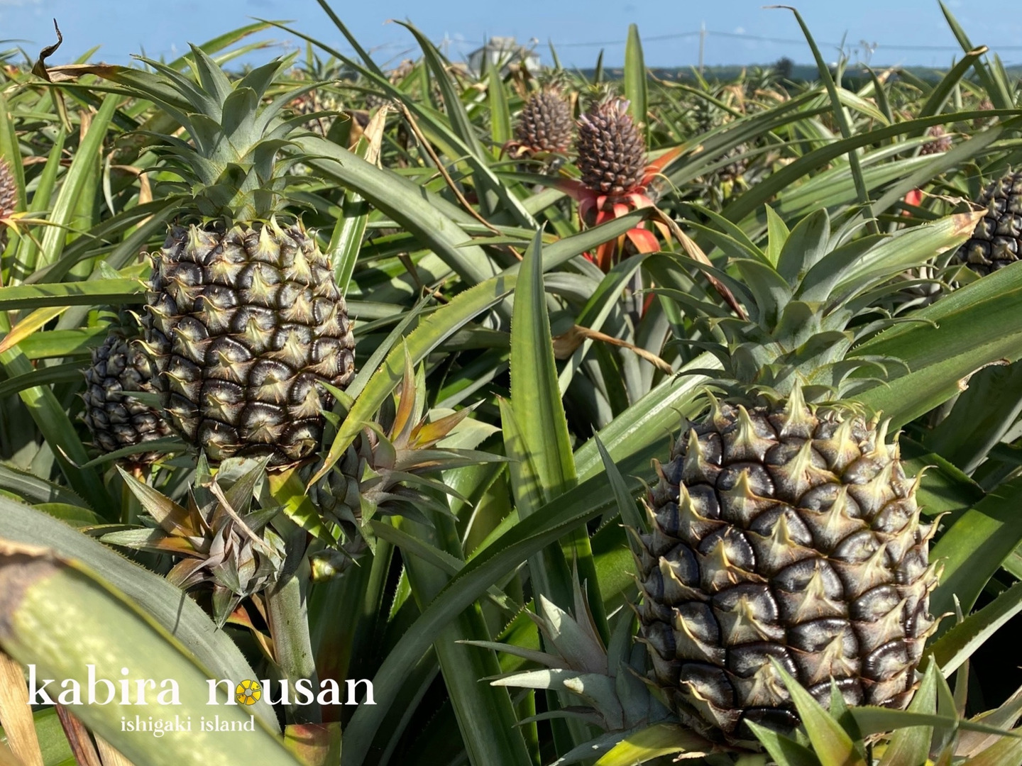 沖縄県石垣島ゴールドバレル苗1本 2025年予約受付中】ゴールドバレル【6月下旬より順次発送】 – i