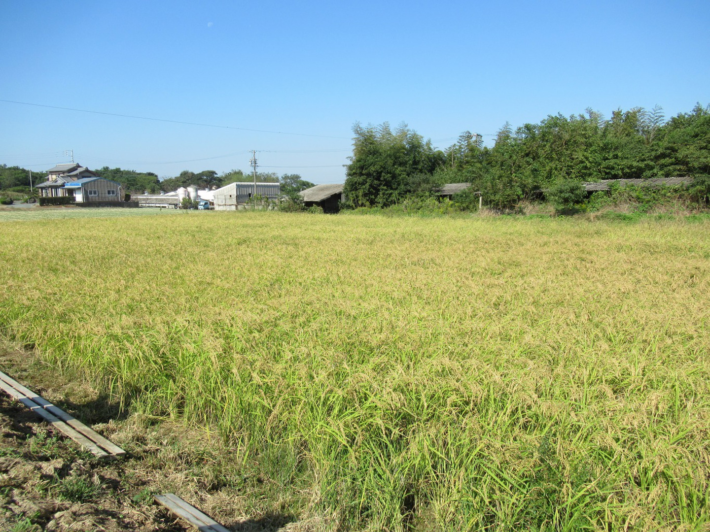 自然農法】白米1kg〈あいちのかおり〉：愛知県産のお米｜食べ