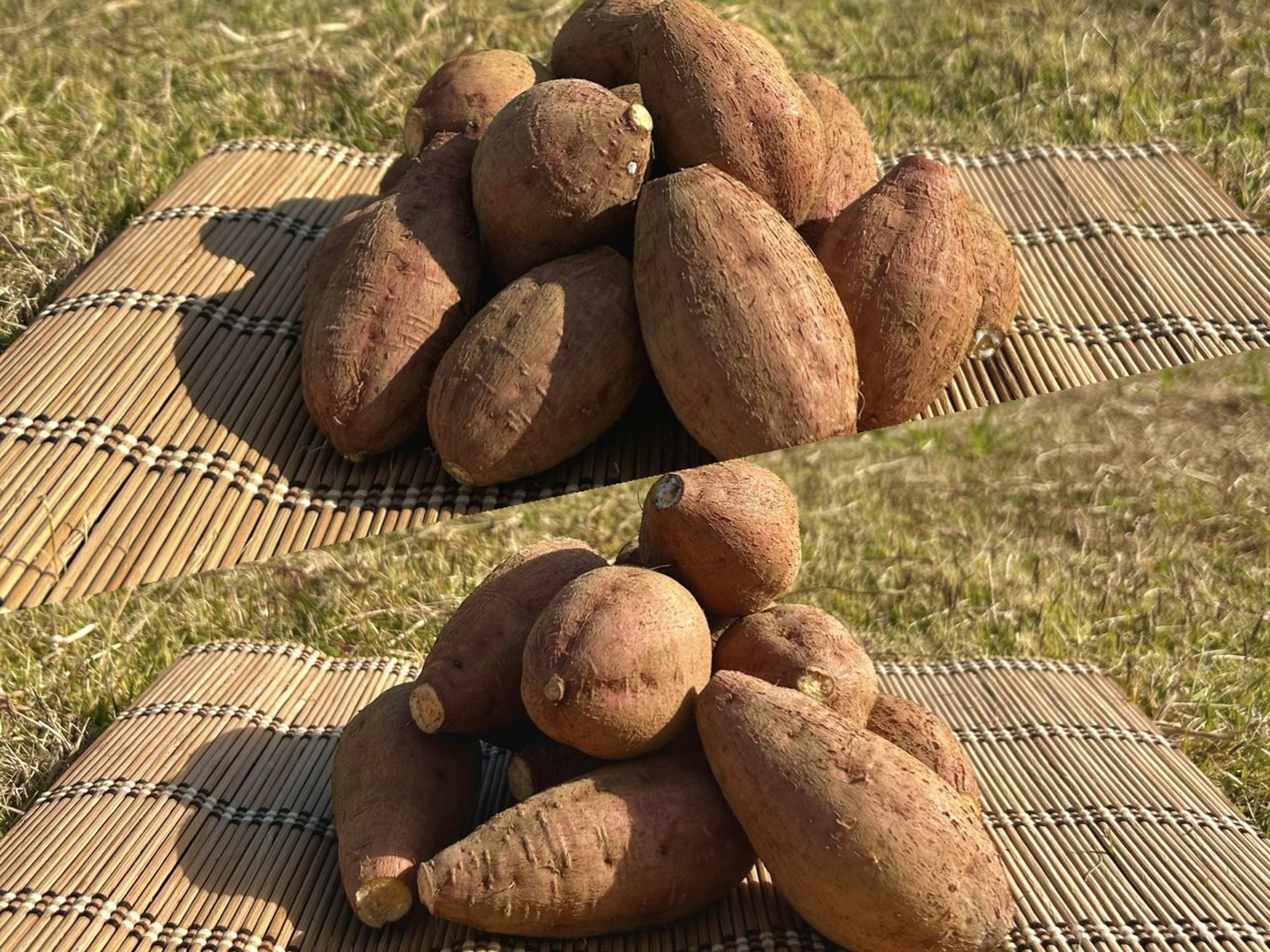 種子島産安納芋 2S&S 混合サイズ 3kg｜甘くて濃厚🍠｜aimo農園直送