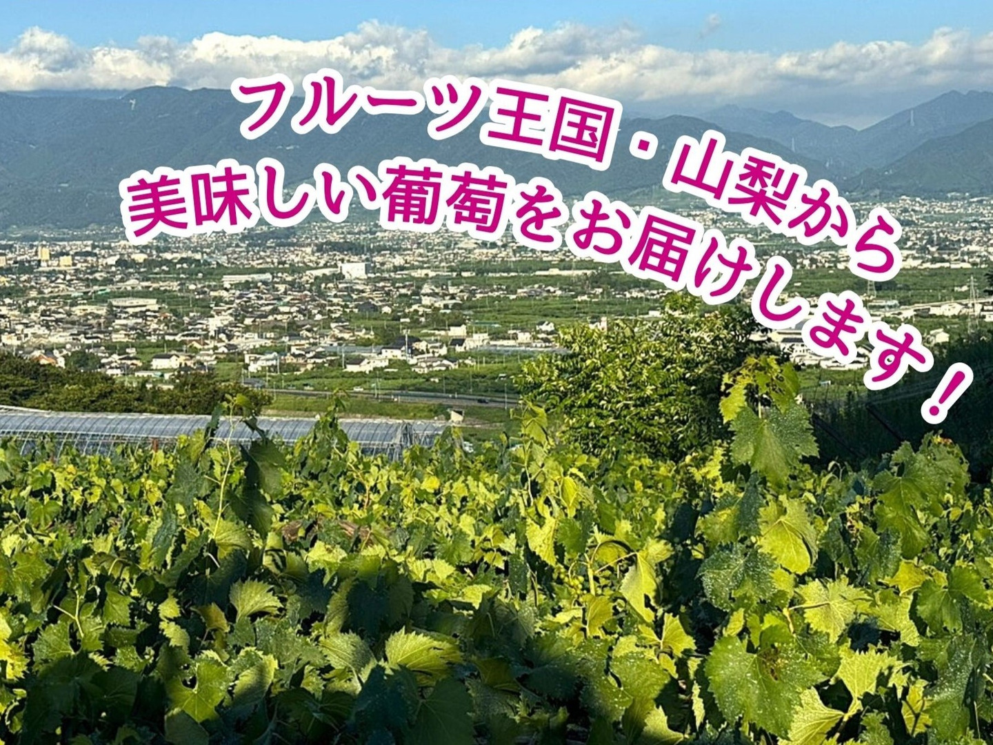 【★cyaa★断捨離中】巨峰の粒　箱込1kg弱 丸山農園の種無し巨峰約1.5kg