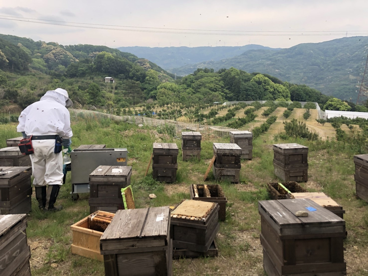はちみつ(国産)春の里山蜜300g -みつばち村・春日養蜂場- 国産