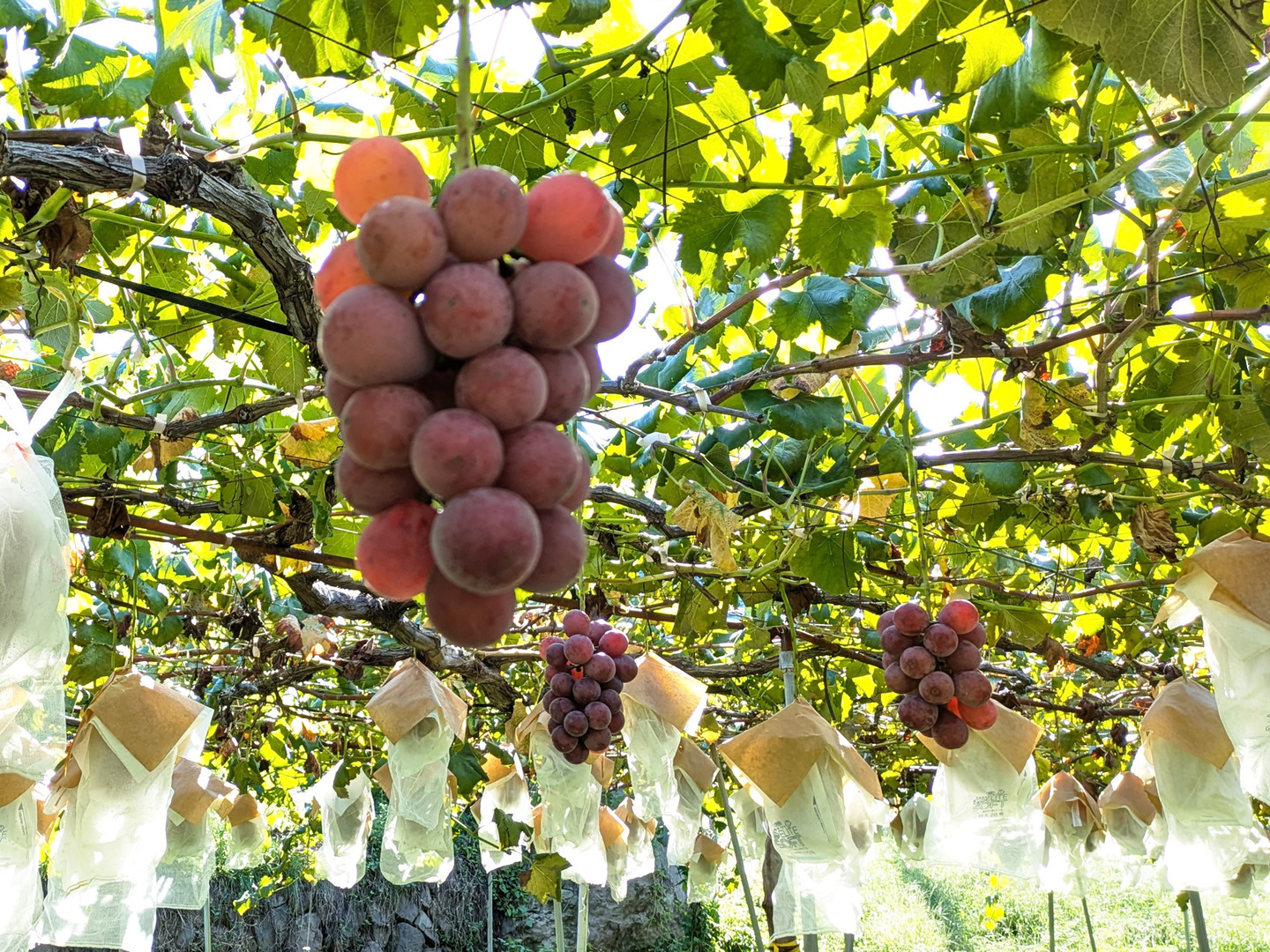 紅の芳醇【プレミアムギフト】クイーンニーナ約600g×1房 ※長野県