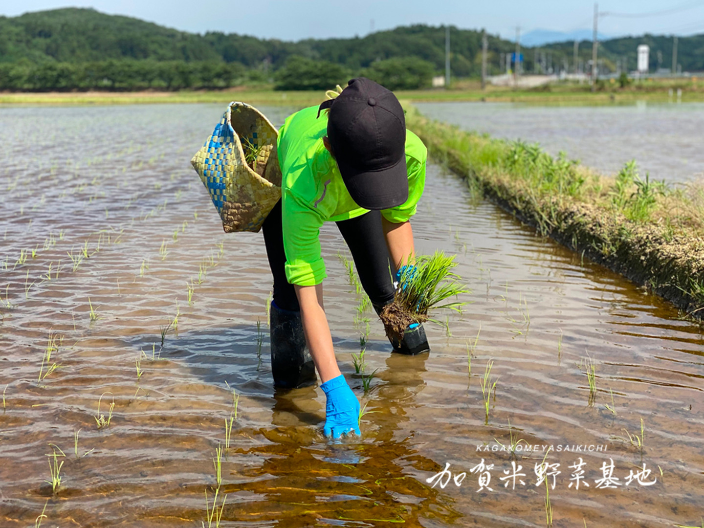 令和6年 超大粒米 極 2kg 予約 10月中旬発送開始 特別栽培米 お