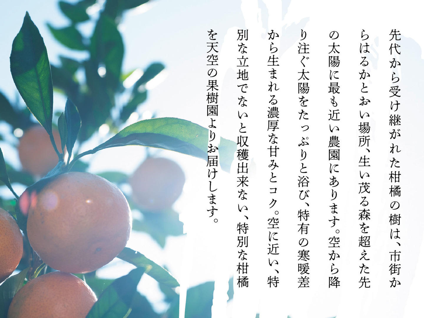 太平洋のみかん 出荷時期：11月下旬～12月中旬頃】【送料無料】愛媛県産 極上