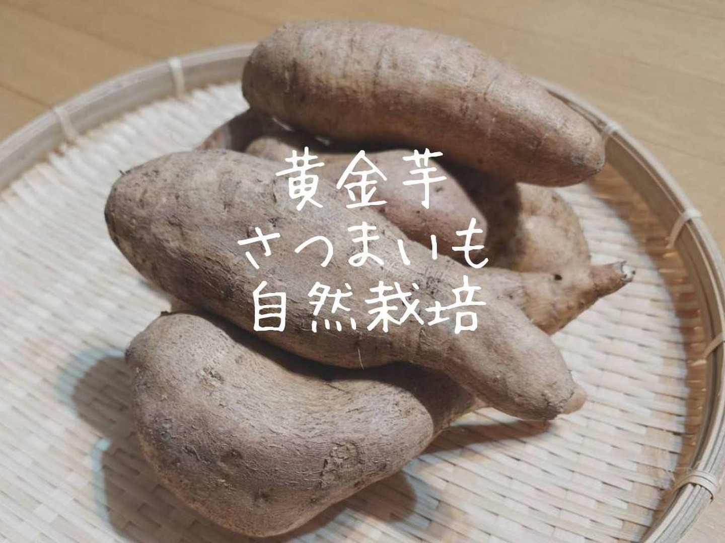 T-LAND　安納黄金　苗160本＋α 苗 安納芋 苗」の人気商品一覧 | 安い商品を通販サイトから探す