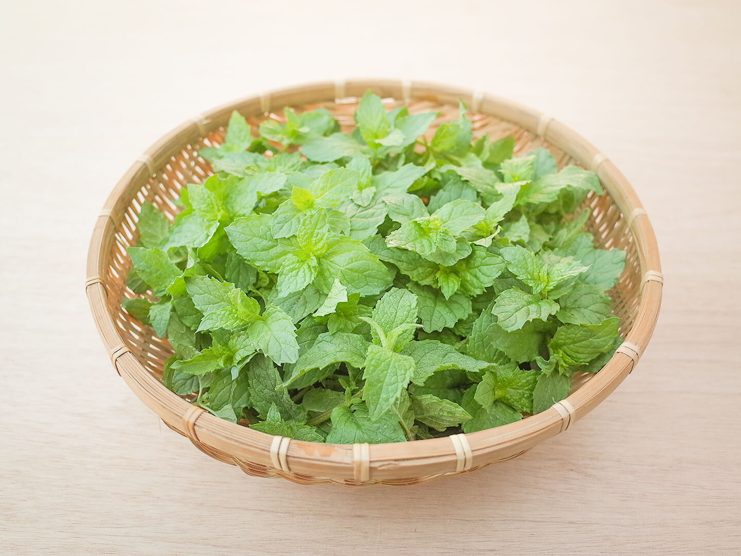 自家栽培(温室栽培) スペアミント100g ミニナチュラプランター ラウンド L：ミント：スペアミント栽培