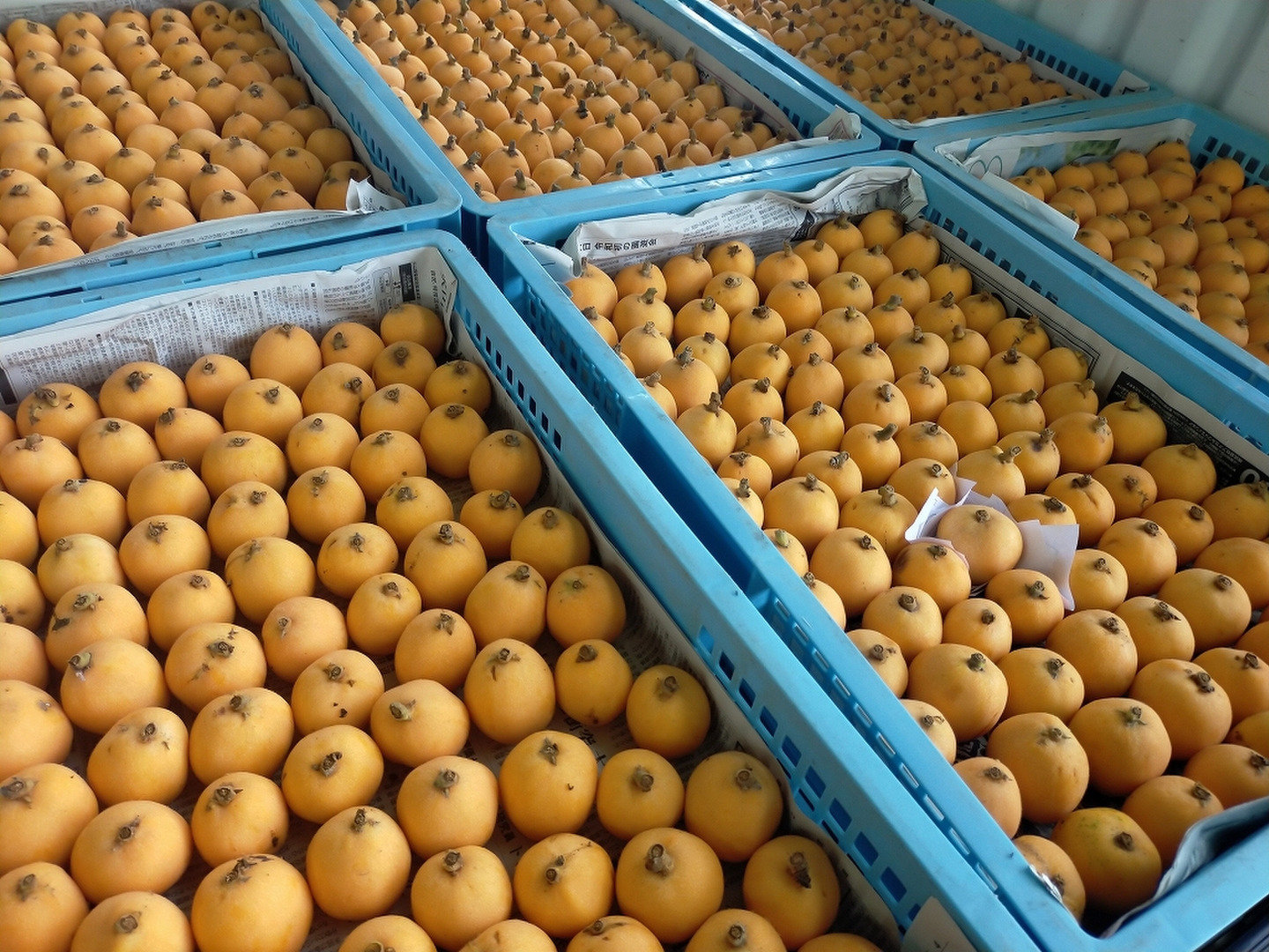 房州びわ 袋びわ 2Lサイズ 3.0kg：千葉県産の房州びわ｜食べ