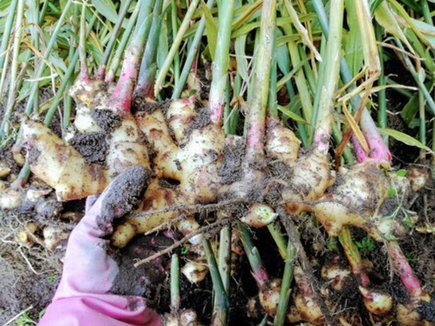 生姜 5kg 囲い生姜 無肥料 農薬栽培期間中不使用 露地栽培 熊本