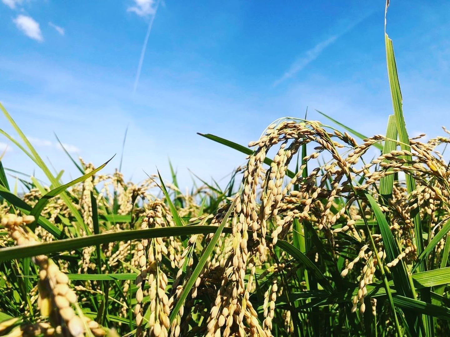 甘みを感じる🌾ごきげん栽培米🌾令和6年新米徳島県産コシヒカリ