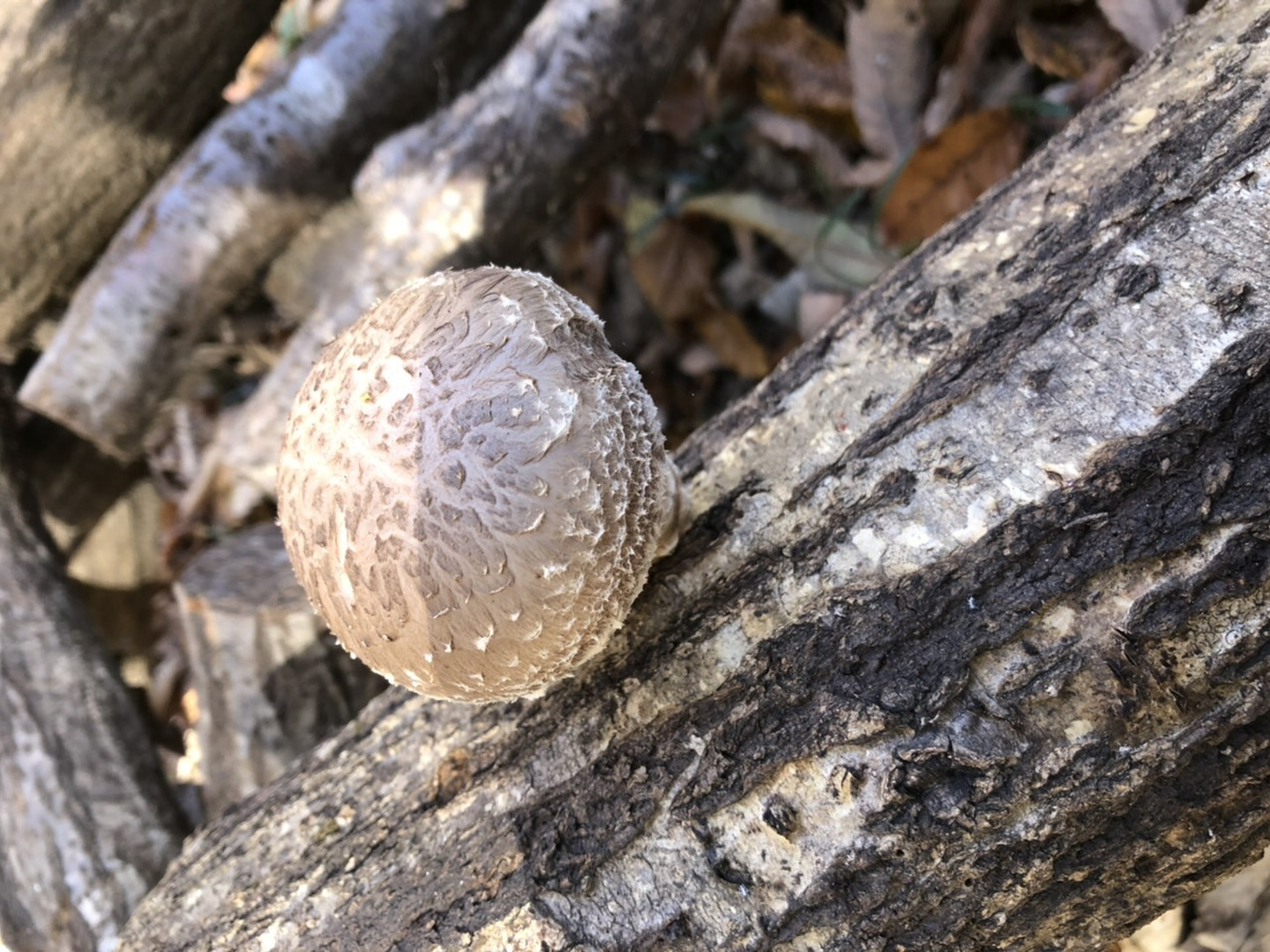 原木乾燥しいたけ（240g/1袋80g×スライス3袋・乾燥椎茸、秩父