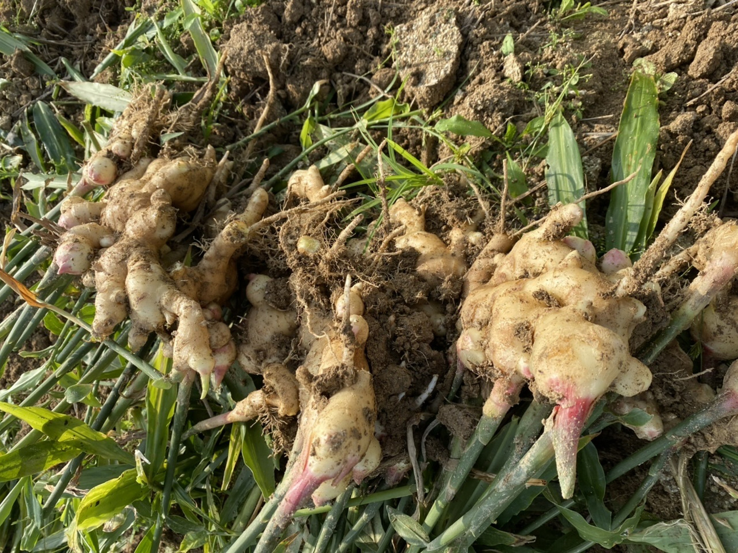 熊本生姜 5 キロ 綺麗に洗ってから発送致します。 消毒してないよ！ 露地の新生姜5kg：高知県産のその他薬味