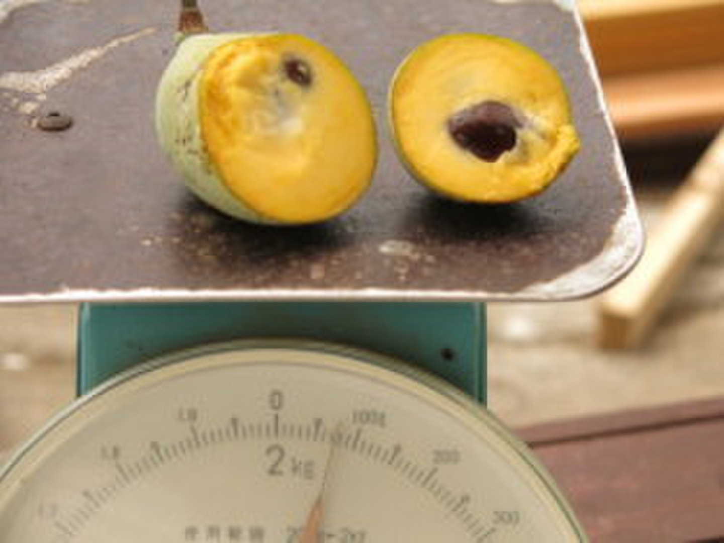 幻のポポー　6kg 幻のポポー 6kg 幻のポポー 6kg 冷凍