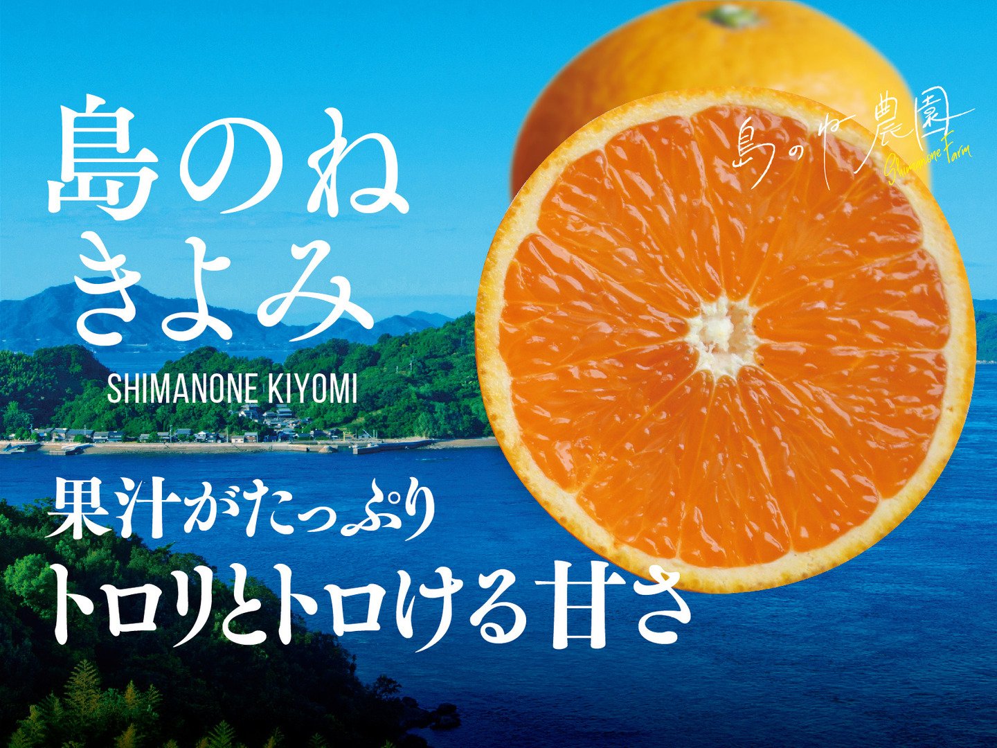 激安通販の 島のね きよみ【愛媛みかん/木成り完熟/サイズ混合/3kg】：愛媛 果物