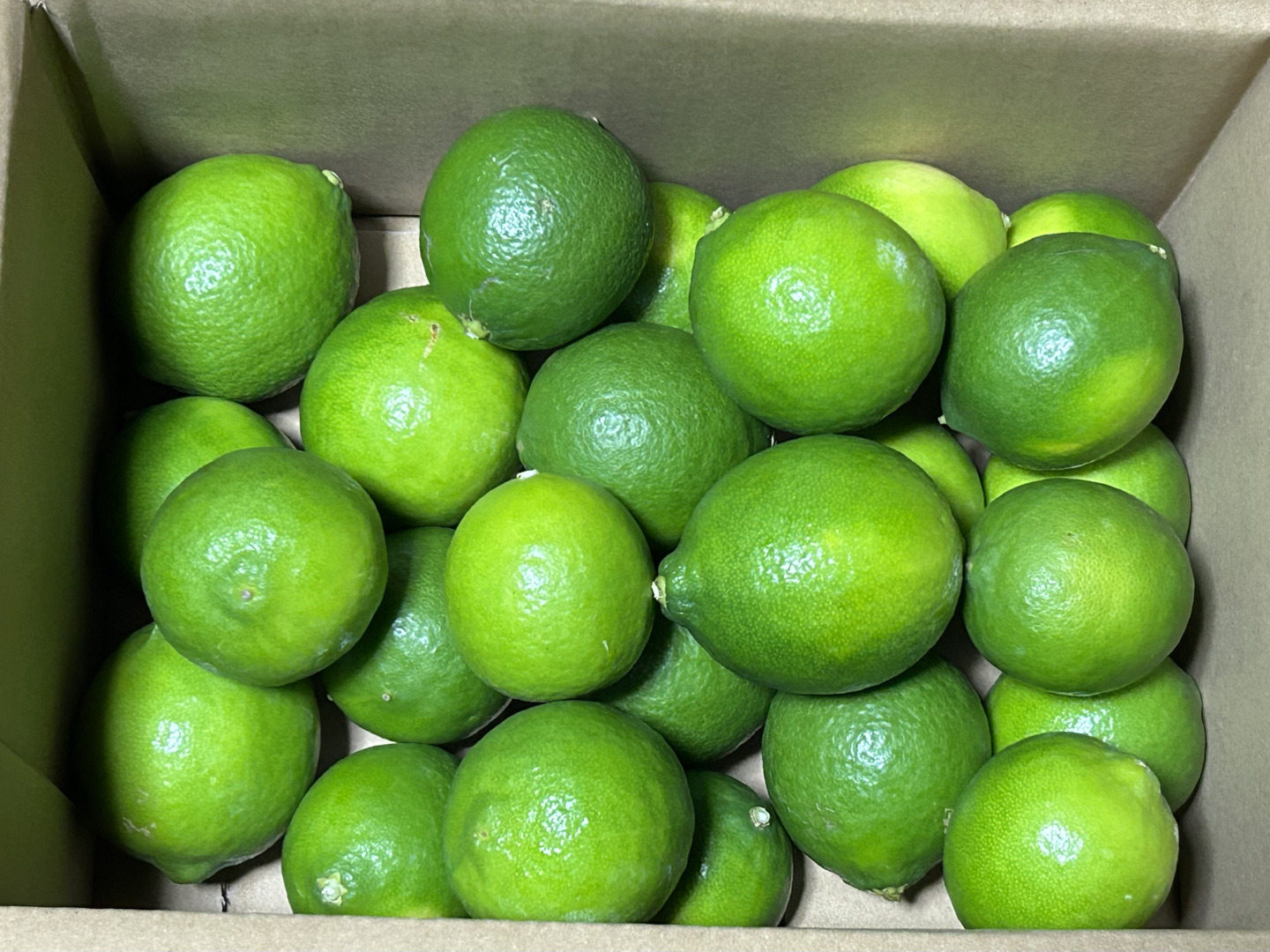 国産ライム（タヒチ）1.8kg 防腐剤・ワックス不使用 採れたてを出荷
