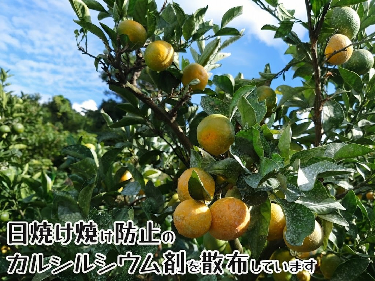 和歌山県産 みかん ゆら早生 選り取り収穫 旬の味わい ご家庭用 農家