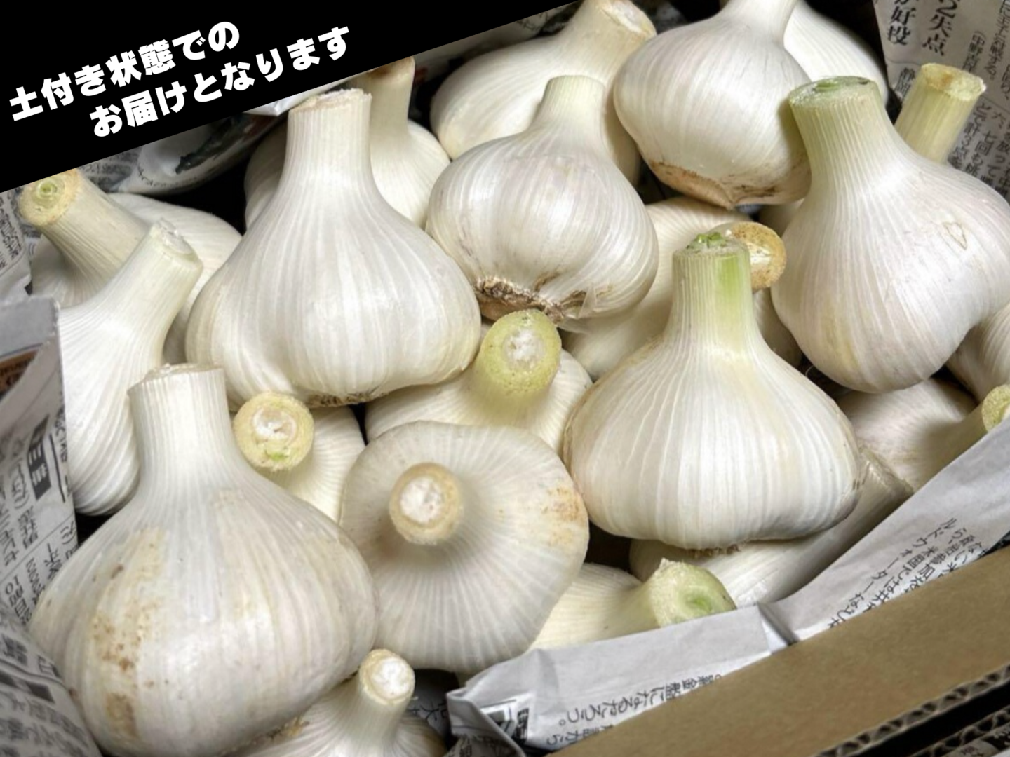 千葉県産 生にんにく ホワイト6片 土付き 20kg、