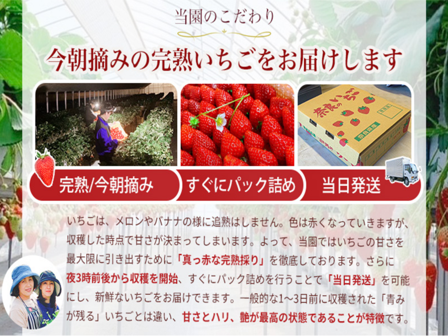 ❄️冷凍いちご1kg】【古都華】そのまま食べれる新鮮バラ冷凍
