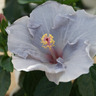 GREEN THUMBS