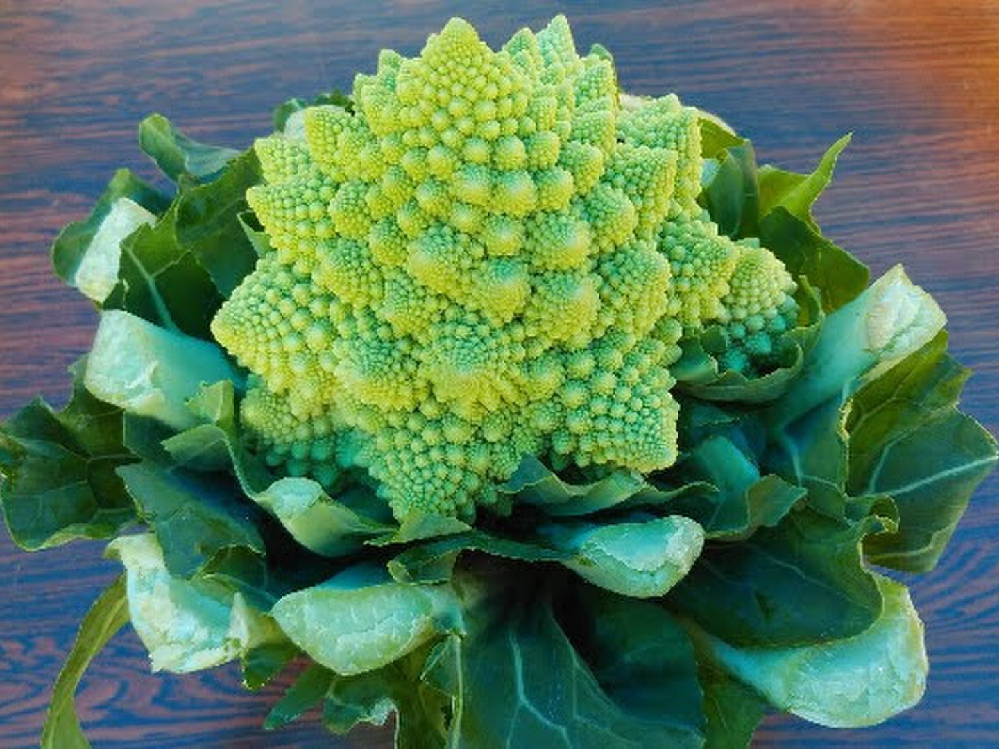 【未使用品】 c2be0082274f8857237de72ede1fab 野菜