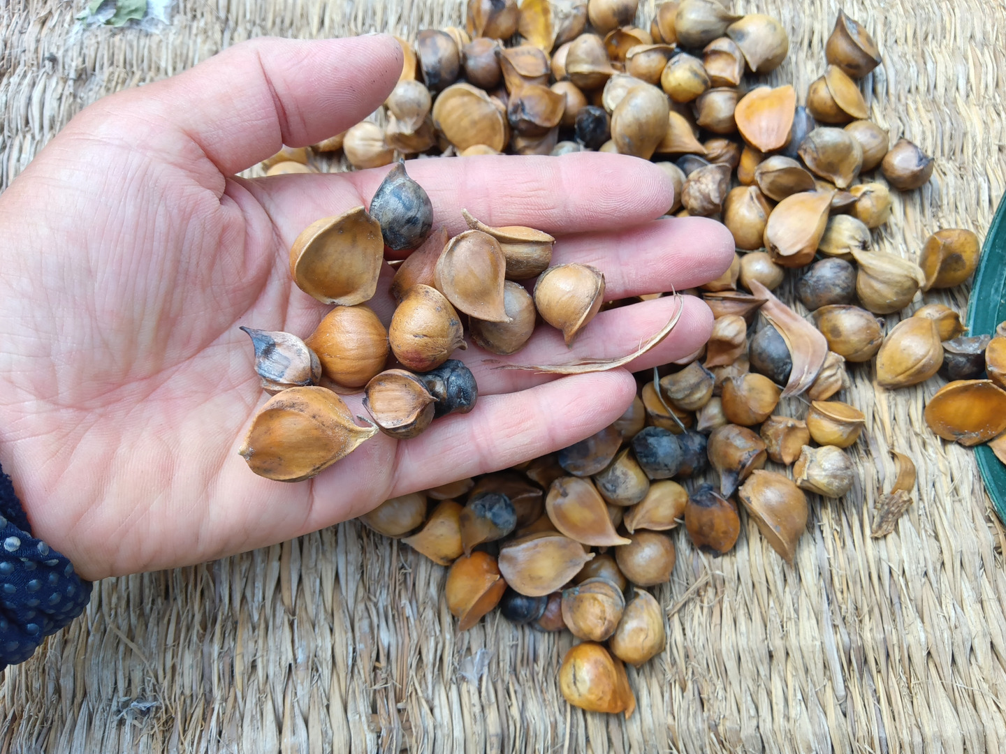 和歌山県産ジャンボにんにく ジャンボにんにく：和歌山県産のジャンボにんにく｜食べチョク