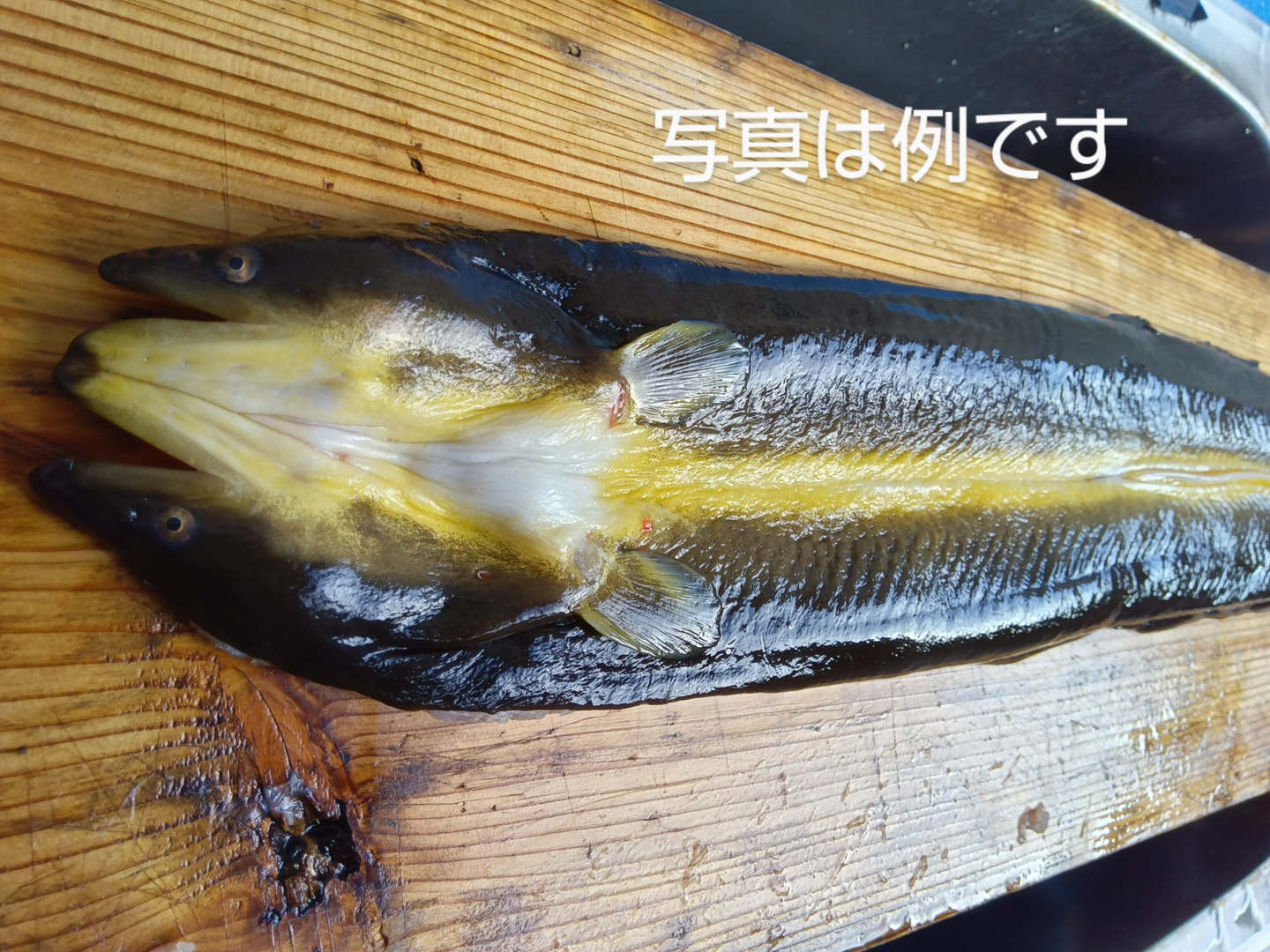 愛知県産　天然川ウナギ　３１２ｇ　　！！ 国産うなぎの通販サイト愛知県三河一色 うなぎの兼光