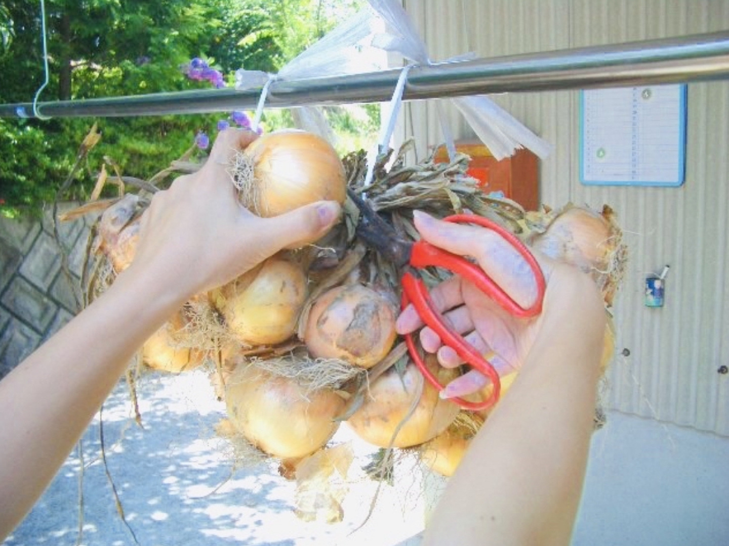 早割】九代目園主が育てた！「つる付き淡路島たまねぎ5kg