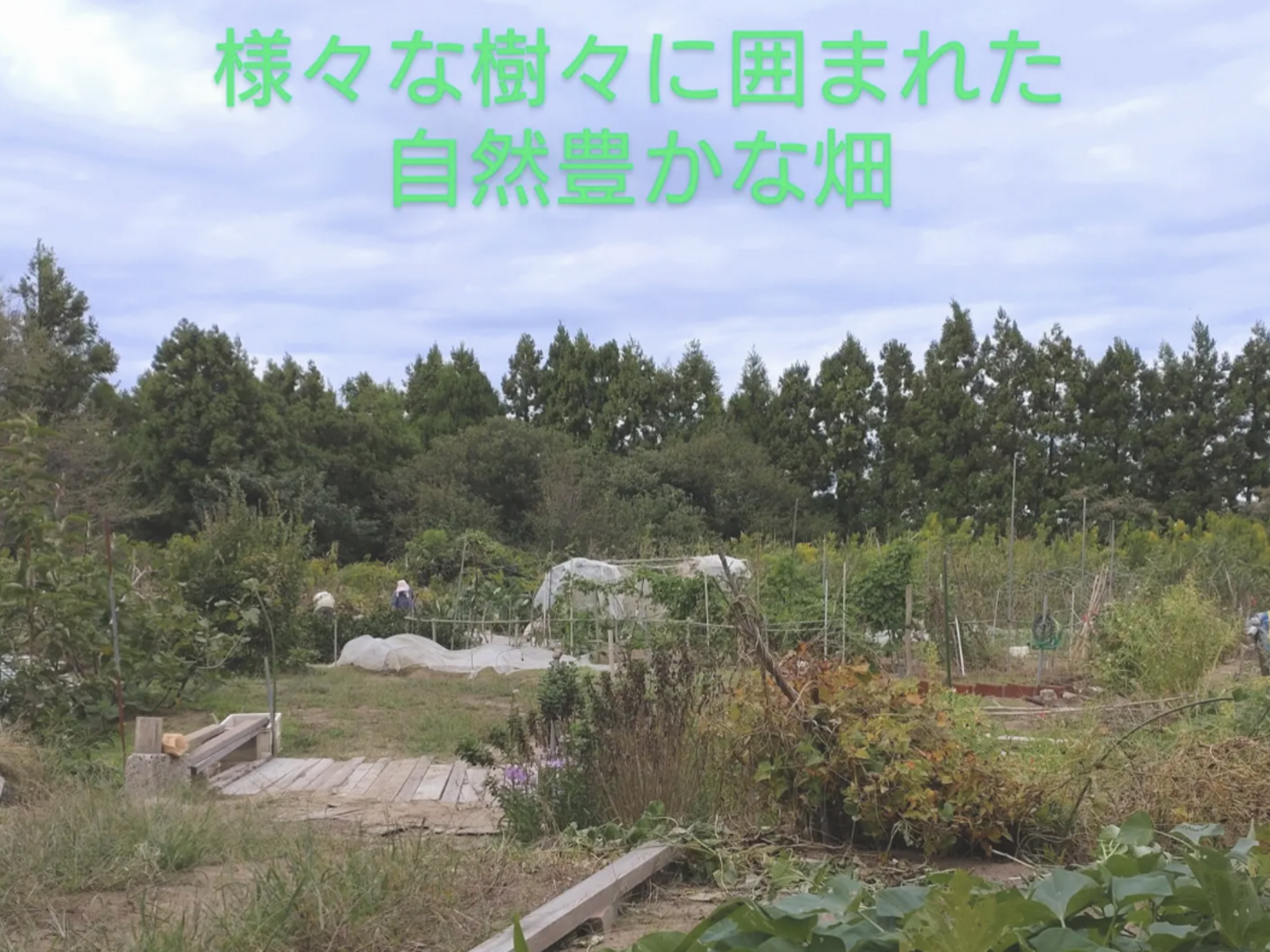 まとめ買い対応】和くるみ 生クルミ (殻付き)(約40個以上 まとめ買い対応】和くるみ 生クルミ (殻付き)(約40個以上