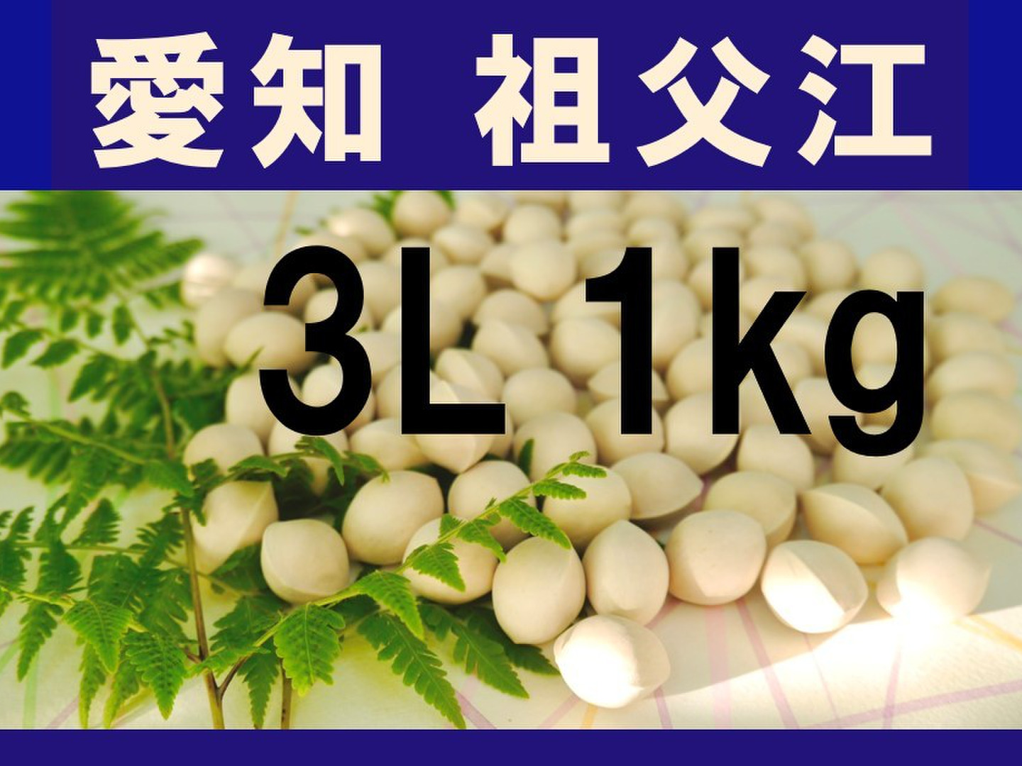 2025年新物 久寿 銀杏 ぎんなん 祖父江産 2L3kg 2025年新物！ 愛知県 祖父江産 久寿ぎんなん 銀杏 3L 1kg ☆秋の