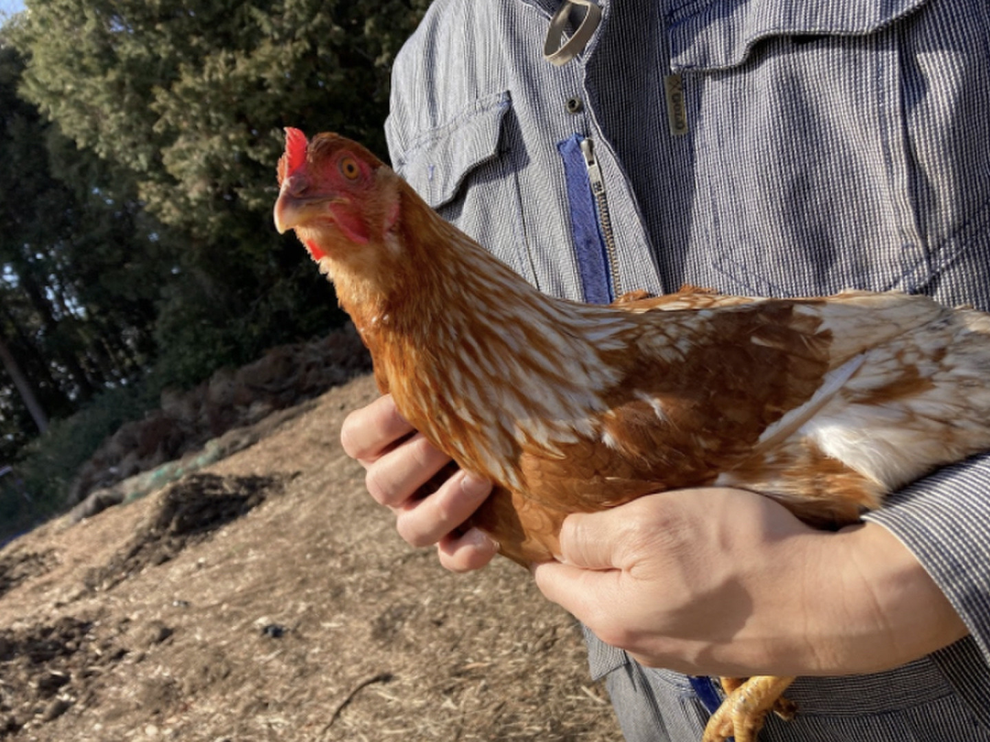 120個入り　宮下養鶏の朝採れ平飼い卵 120個入り 佐伯養鶏(旧:宮下養鶏)の朝採れ平飼い卵