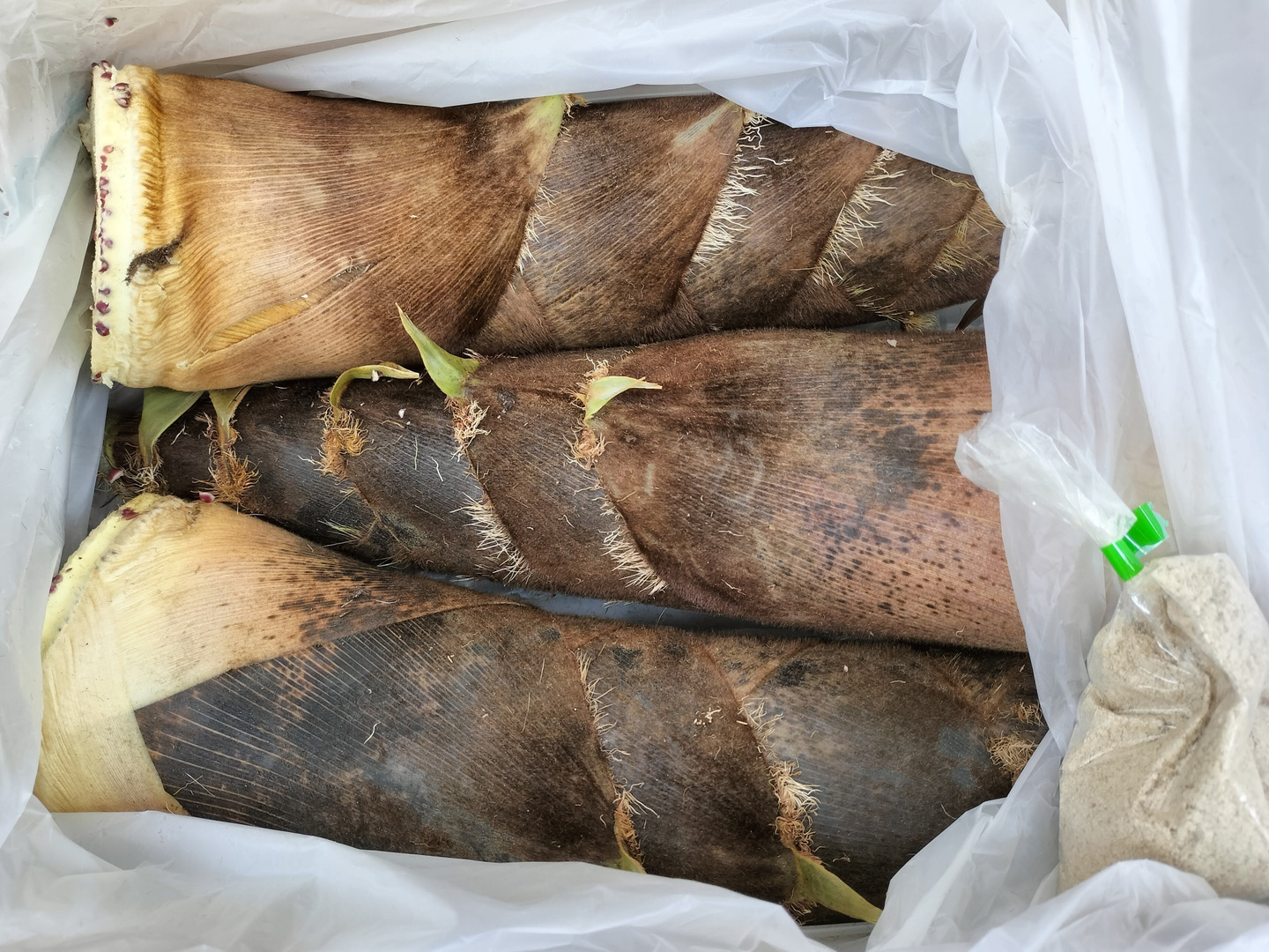 国内外の人気が集結 自然栽培】 たけのこ（孟宗竹） 3kg 掘りたてを発送します 野菜