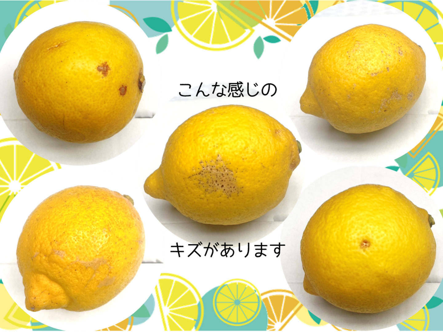 公式サイト 912e28d0b5ed5550f1af1eec6a9073 果物
