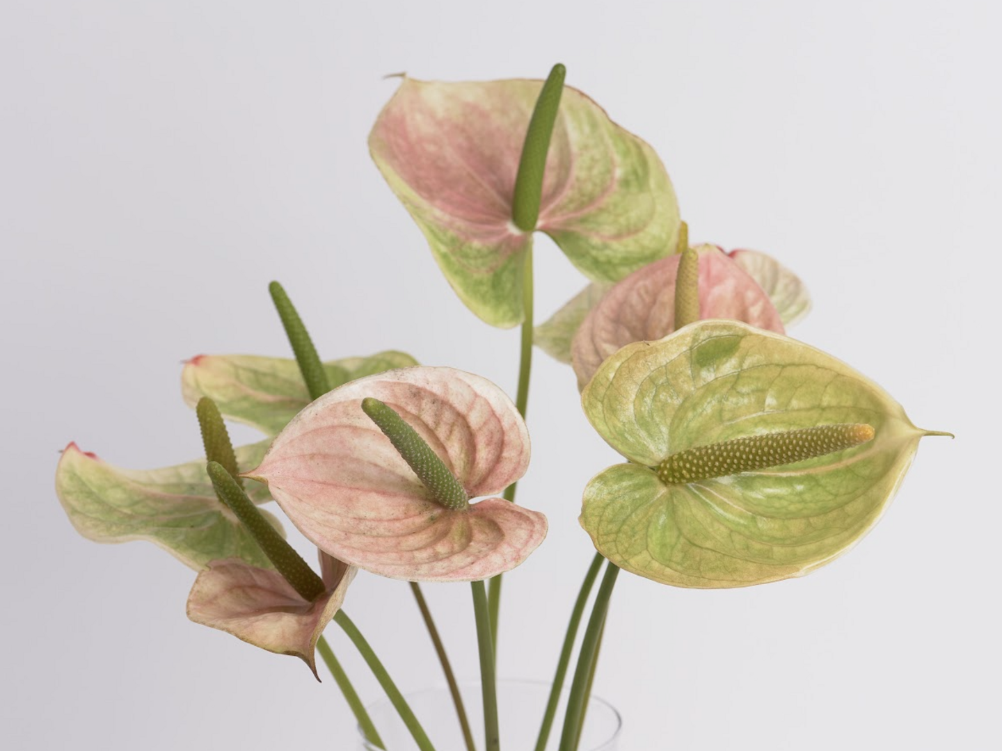 ビンテージカラー！おしゃれな アンスリウムセット（7本前後）：福島県